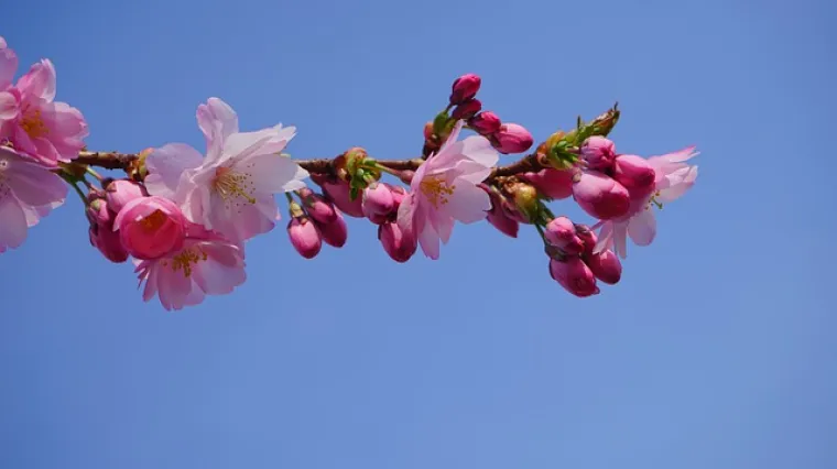 Kada se sadi japanska tre&scaron;nja?
