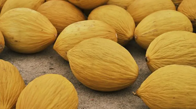 Koje su najpoznatije vrste dinja?