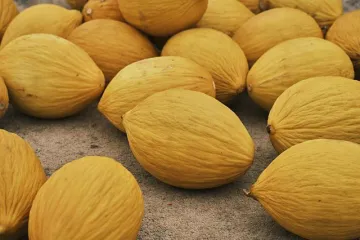 Koje su najpoznatije vrste dinja?