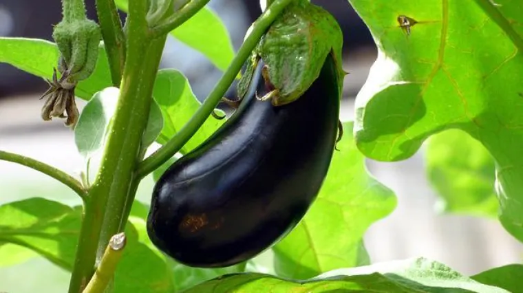 Koji su dobri susjedi patlidžanu u vrtu?