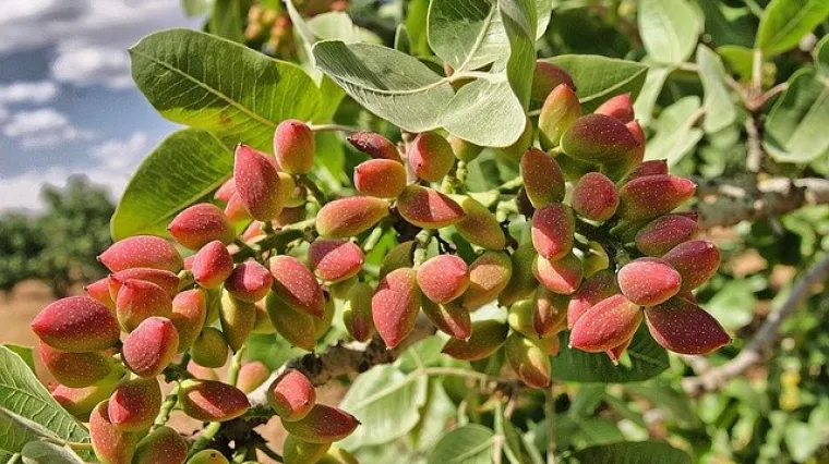 Kako izgleda uzgoj pistacija? Koji su preduvjeti za uzgoj pistacija?