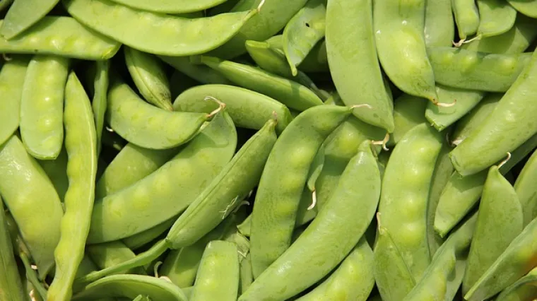 Mahune varivo bez mesa odličan izbor za ručak