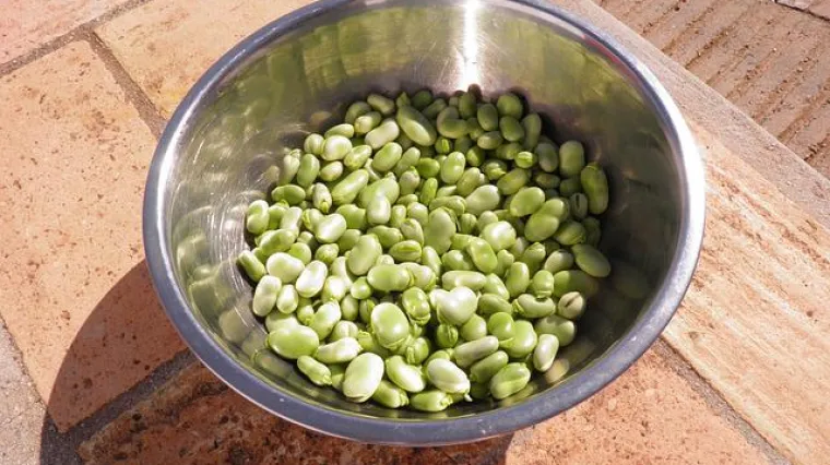 Savjeti za uspješno zamrzavanje mahuna boba