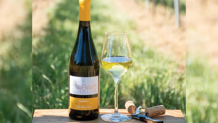 Puni sjaj kutjevačkog vinogorja