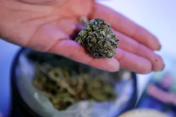 U Istri ulagali u tvrtku za uzgoje indijske konoplje pa ostali bez nekoliko stotina tisuća kuna