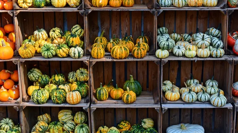 Osnovne karakteristike mu&scaron;katne bundeve