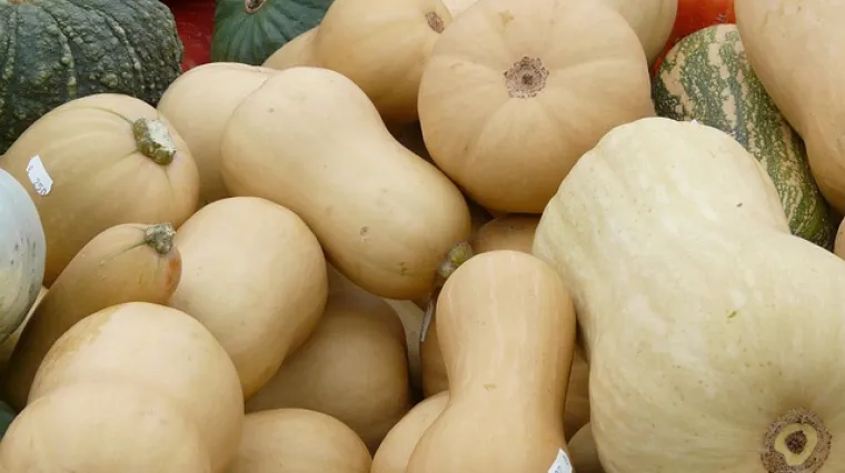 Što sve trebate znati o sadnji bundeve?