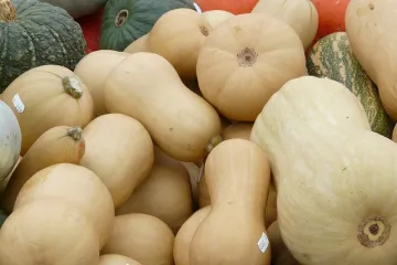 Što sve trebate znati o sadnji bundeve?