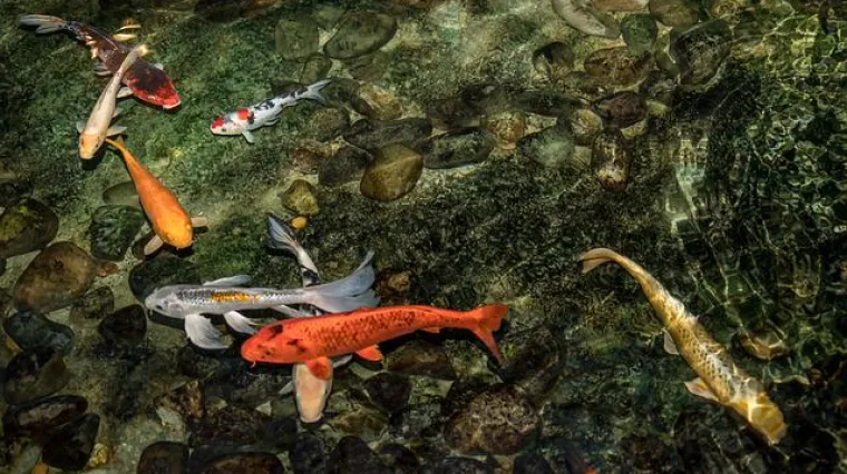 Koje su ribe pogodne za uzgoj u ribnjaku?