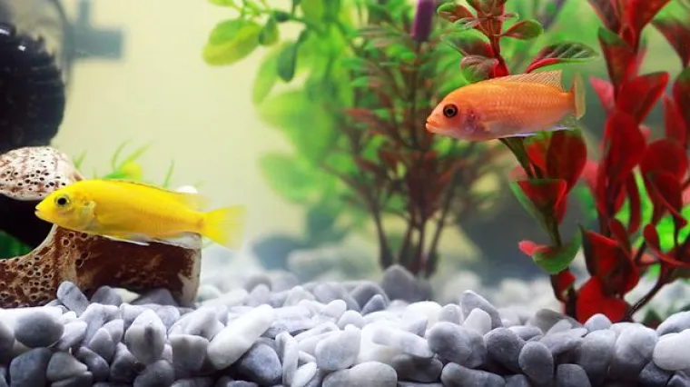 Koje su najbolje ribice za mali akvarij?