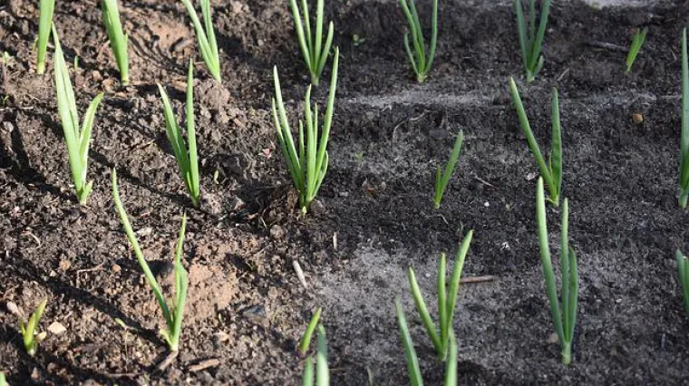 Kada se vadi crveni luk?