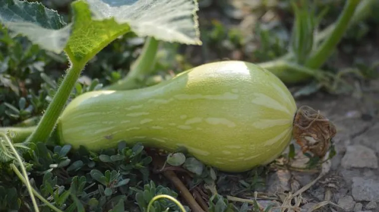 Kada se sadi butternut tikva?