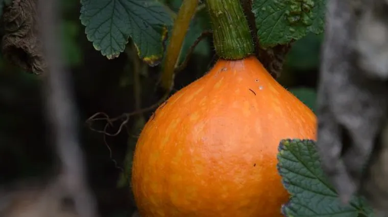 Kada se bere hokaido tikva?