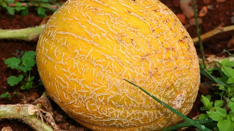 Kada se sadi dinja? Koje je najbolje vrijeme za sadnju dinje?