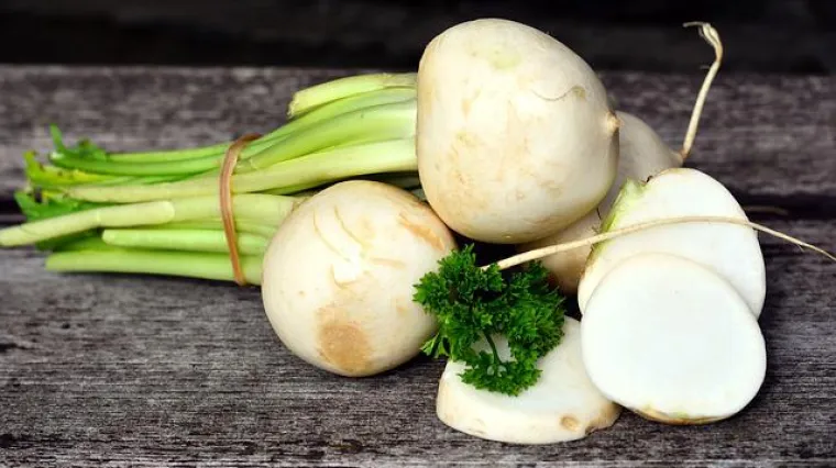 Bijela cikla - izgled i osnovne karakteristike