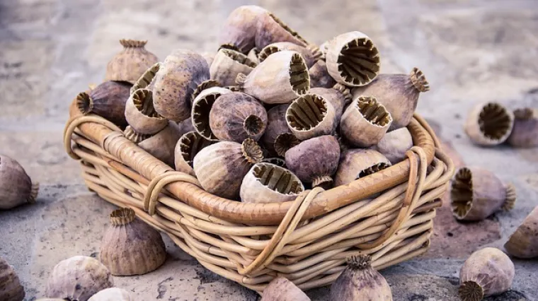 Kolač od maka desert koji će vas oduševiti