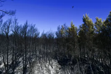 Francuska ušla u treći toplinski val ovog ljeta: Požar progutao je 250 hektara, ozlijeđena su 4 vatrogasaca