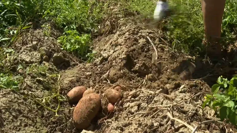 Umirovljenici kod Varaždina besramno pokradeni. S njive im nestalo stotinu kilograma krumpira!