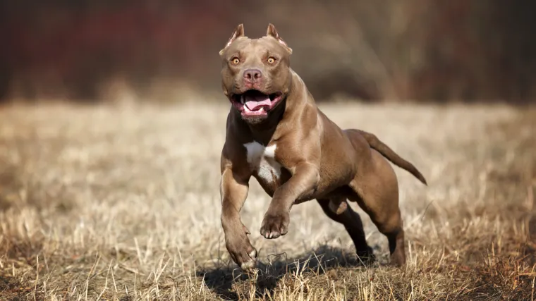 Pit bull se oslobodio s lanca i napao djecu. Otac jednog od dječaka ga ulovio i objesio