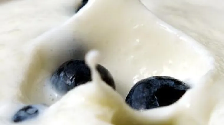 Kako čuvati gljivice kefira?