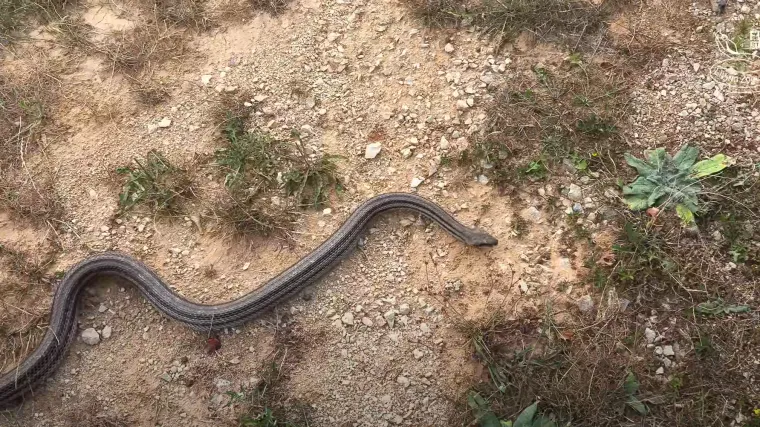 Kakva razglednica iz Dalmacije! Če&scaron;ki par u dalmatinskom kr&scaron;u 'pozirao' sa zmijom koja može narasti do dva i pol metra