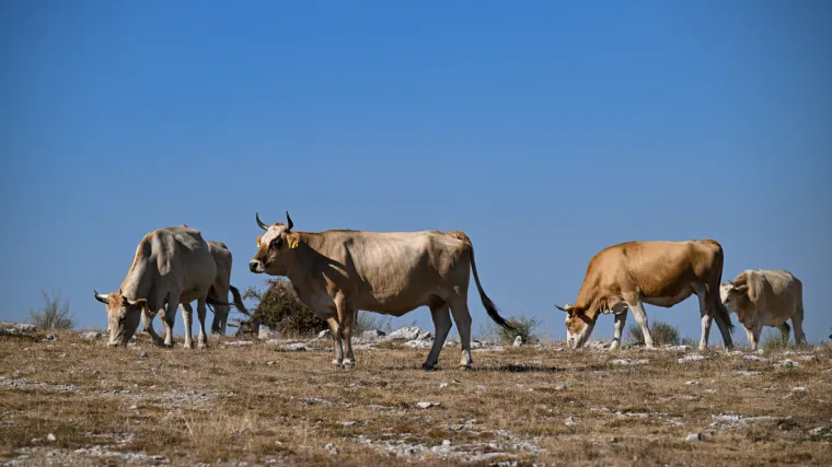 Netko u Imotskom ukrao krave sa slobodne ispa&scaron;e. Vlasnika o&scaron;tetili za 50 tisuća kuna