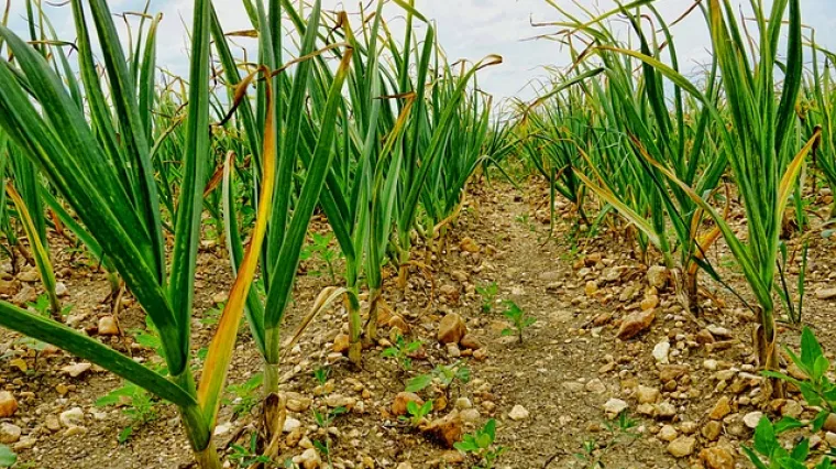 Kako koristiti alkoholni ocat protiv korova?