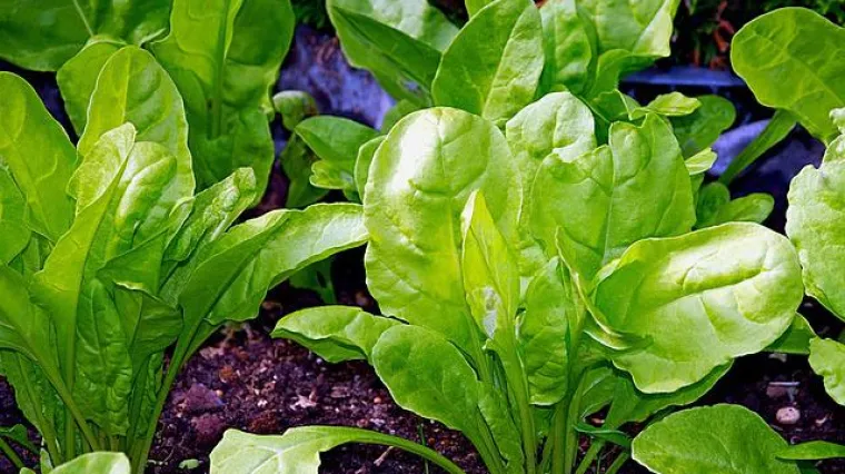 Kako se priprema salata od mlade blitve?