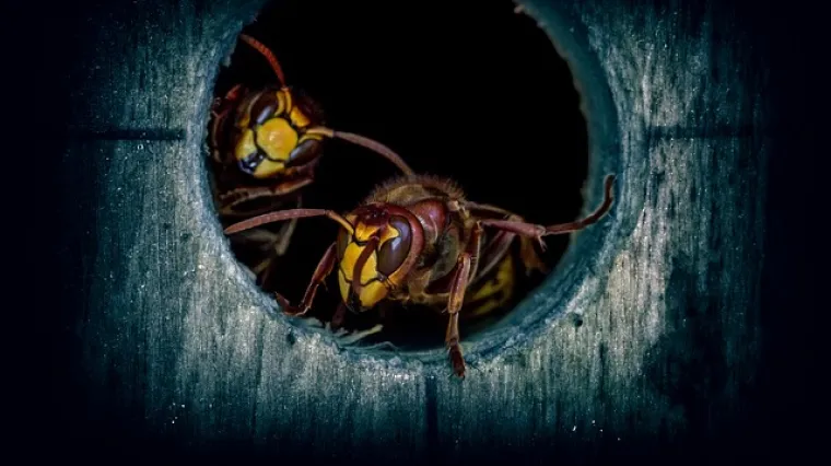 Kako se za&scaron;tititi za vrijeme sezone str&scaron;ljena?