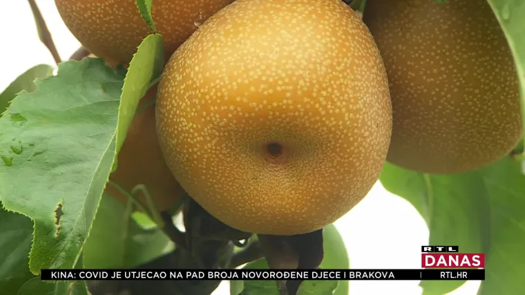 Jeste li čuli za NAŠI? Riječ je o azijskom voću koji mnogi nazivaju - voće bogova