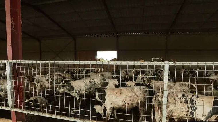 Hoće li zbog lo&scaron;eg uroda kukuruza poskupjeti junetina? 'Na hrvatskom trži&scaron;tu će biti manje svježeg mesa'