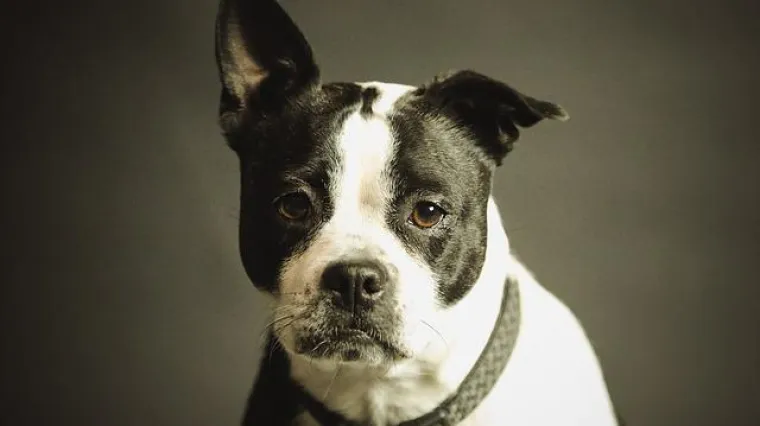 Popis opasnih pasmina pasa: Koliko opasnih pasmina pasa postoji?