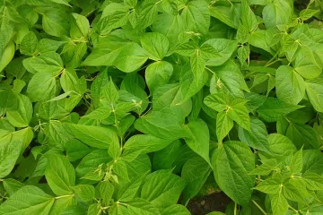 Kako se riješiti nametnika u grahu? Koji su najčešći nametnici u grahu?