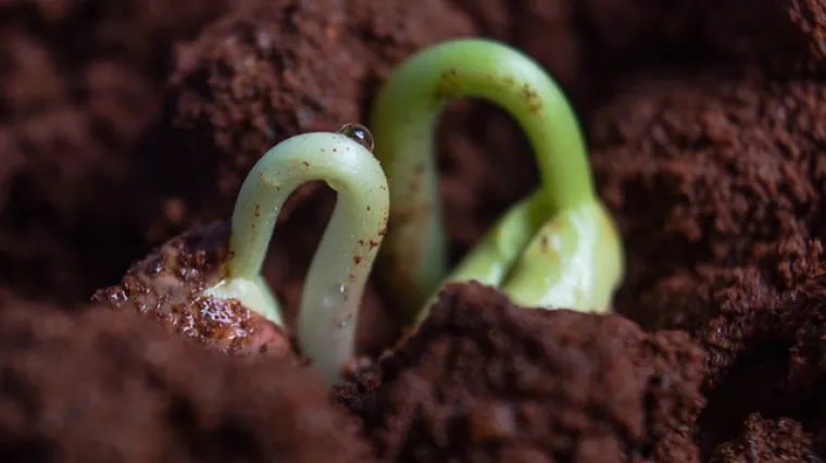 Kako zaštiti grah u vrtu od korova?