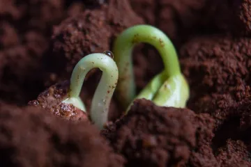 Kako zaštiti grah u vrtu od korova?