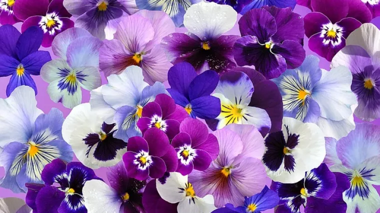 Koje je najpoznatije zimsko vanjsko cvijeće?