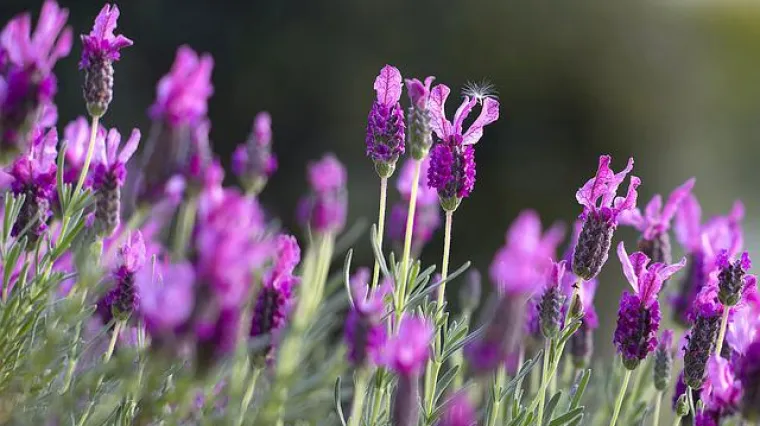 Kako presaditi lavandu? Kada je najbolje vrijeme za presađivanje lavande?