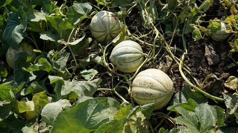 Kratki vodič i savjeti za uzgoj dinje