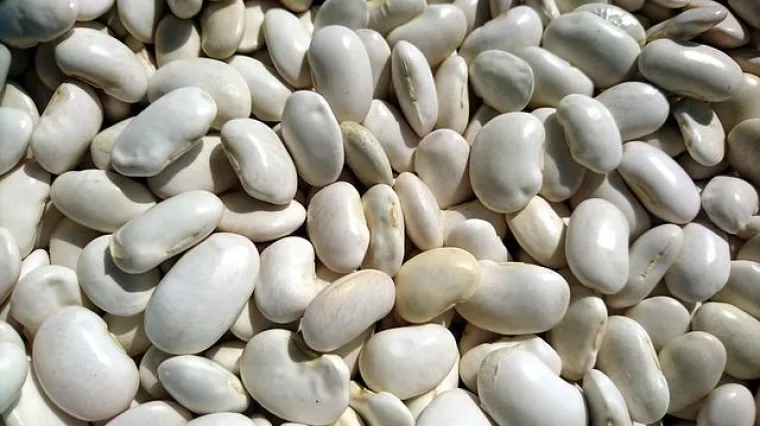 Kako pravilno čuvati suhi grah?