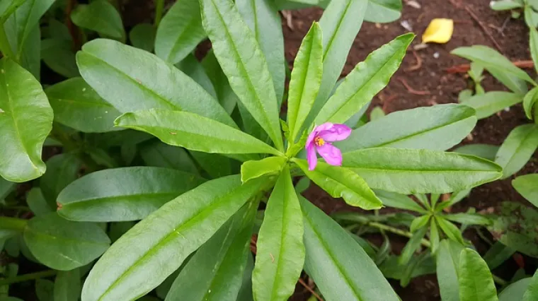 Ginseng biljka - osnovne karakteristike i upotreba