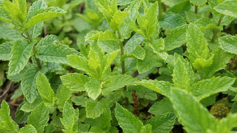 Samonikla menta - osnovne karakteristike i dobrobiti