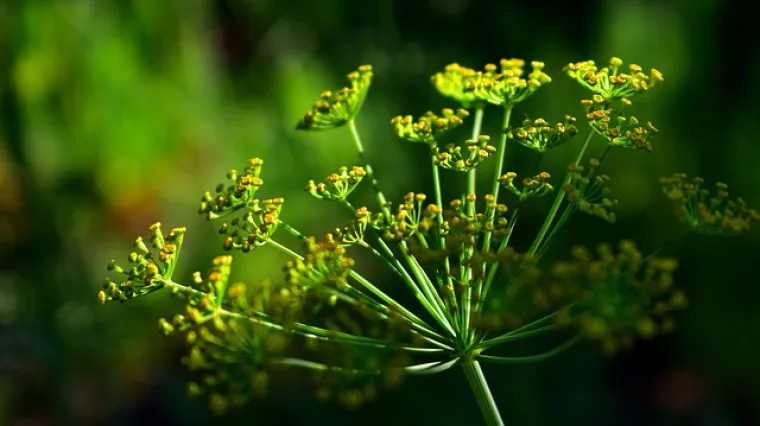 Sos od kopra upotpunit će glavno mesno, ali i riblje jelo