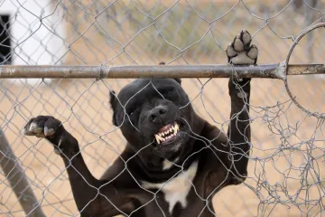 Ogriješila se o rasne zakone? Pit bull imena Nazi stao trgati vlasnicu nakon što se pred njim drznula hraniti mješanca