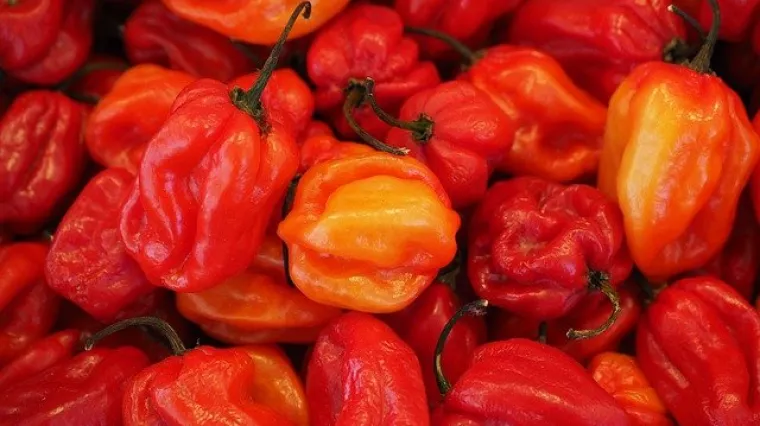 Recept kako pripremiti ljuti habanero umak