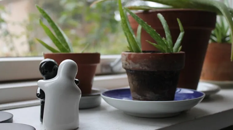 Aloe vera - uzgoj i sadnja