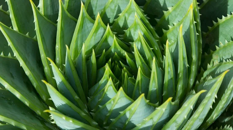 Koje su osnovne karakteristike biljke aloe vera?