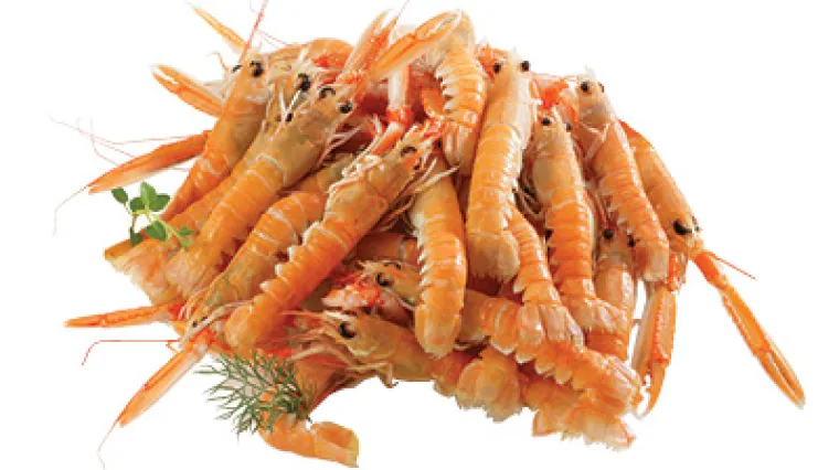 &Scaron;kampi na buzaru na crveno - recept i priprema