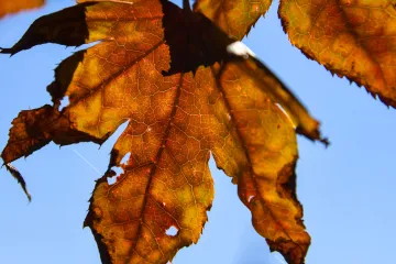 U listopad ulazimo s razmjerno toplim vremenom, još ujutro moguća kiša. Idućih dana sunčano i ugodno