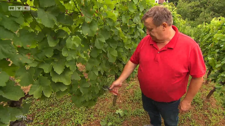 Slobodan se pohvalio vinogradom: 'Dobijem 500, 600 litara vina. Dovoljno za moje potrebe i prijatelji koji dođu ovdje'