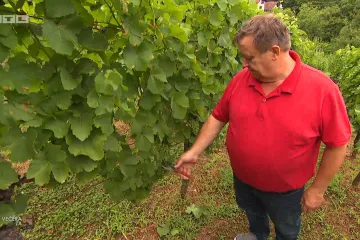 Slobodan se pohvalio vinogradom: 'Dobijem 500, 600 litara vina. Dovoljno za moje potrebe i prijatelji koji dođu ovdje'
